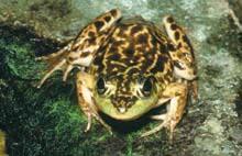 Mink Frog (Lithobates septentrionalis) Species Overview Mink frogs (Rana septentrionalis), a species of special concern, prefer rivers and lakes with bog shoreline habitats.