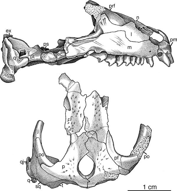RUSSIAN BOLOSAURID REPTILE 193 Figure 1. Skull of Belebey vegrandis, SGU 104/B-2020: antorbital region and palate in lateral view, and skull table and temporal region in dorsal view.