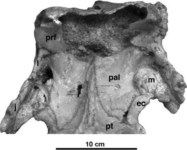 Skull of Belebey vegrandis, SGU 104/B-2020: photograph of the antorbital area of the skull in anterior view, showing details of the palate, the medial process of the prefrontal, and the palatine