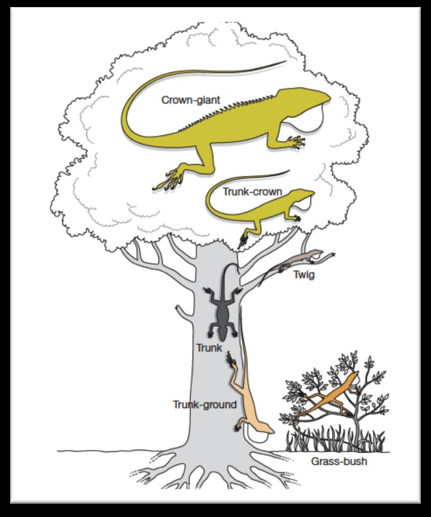 Species The MThe aking of the offittest: The Making of the Fittest: in anand Natural Selection Adaptation Tree Natural Selection and Adaptation Table 1: Six Ecomorphs of Anole Found in the Caribbean