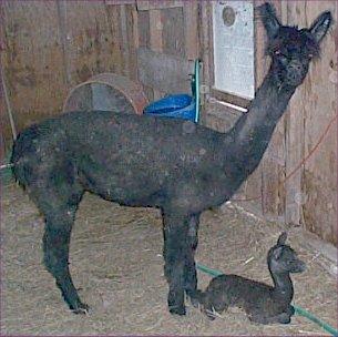 In-utero continued Dam was non-parasitemic Ran PCR on both dam and cria found positive for M. haemolamae Suggests M.