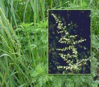 Artemisinin Herbal remedy from wormwood Used by Ch