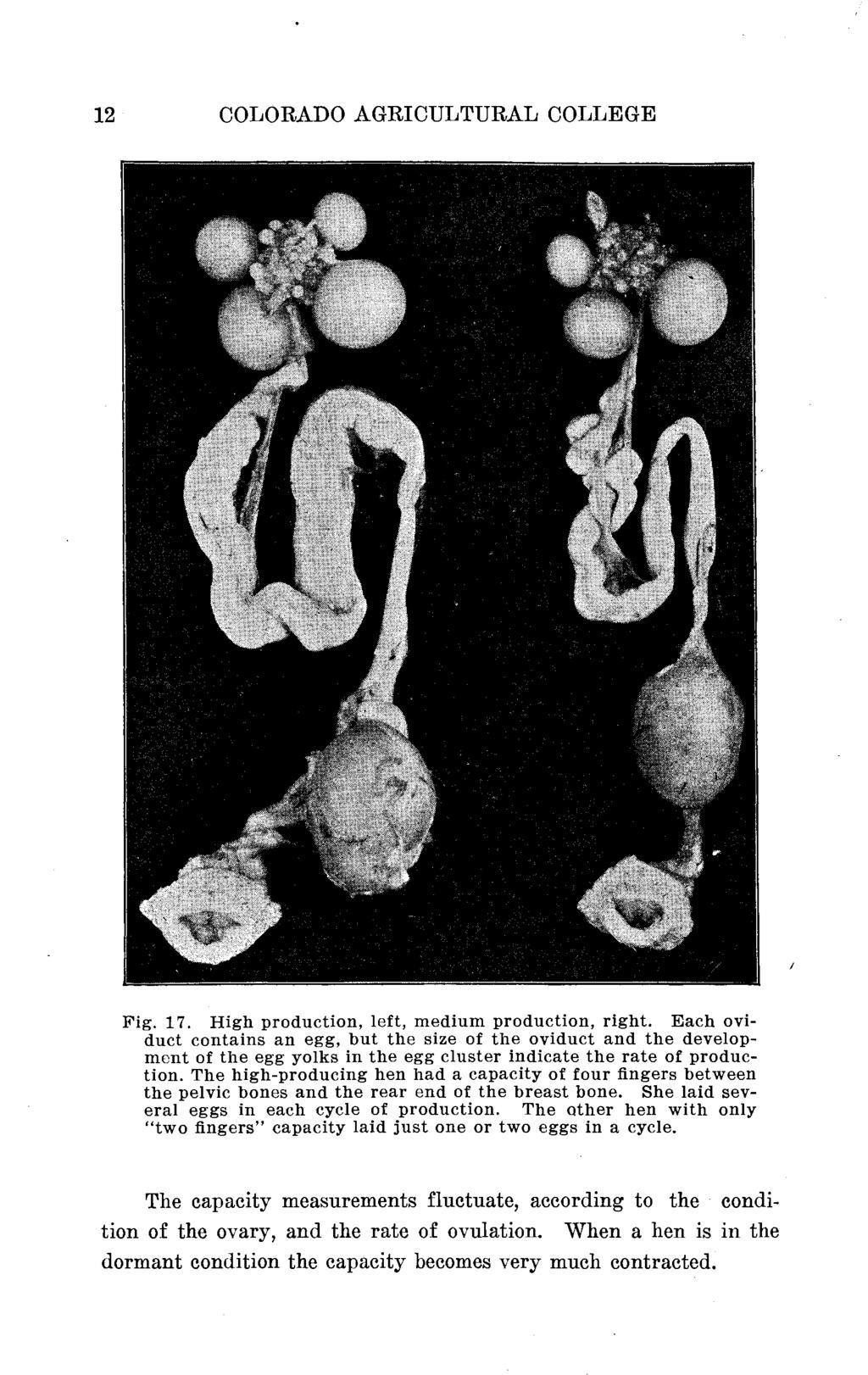 12 COLORADO AGRICULTURAL COLLEGE Fig. 17. High production, left, medium production, right.
