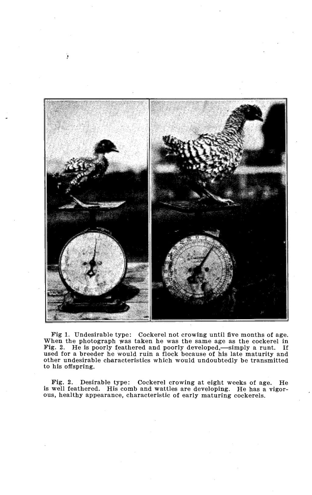 Fig 1. Undesirable type: Cockerel not crowing until five months of age. When the photograph was taken he was the same age as the cockerel in Fig. 2.