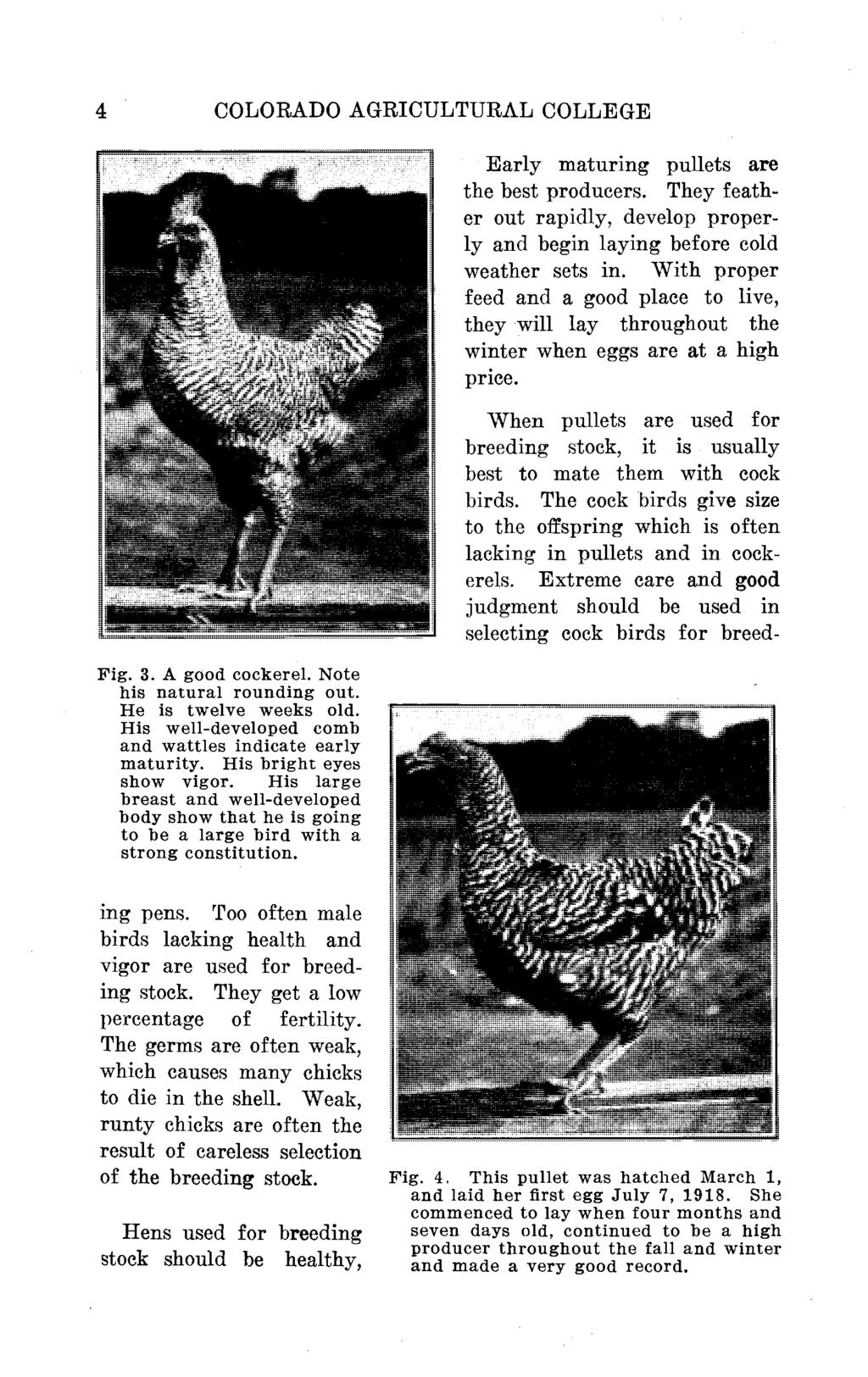 4 COLORADO AGRICULTURAL COLLEGE Fig. 3. A good cockerel. Note his natural rounding out. He is twelve weeks old. His well-developed comb and wattles indicate early maturity. His bright eyes show vigor.