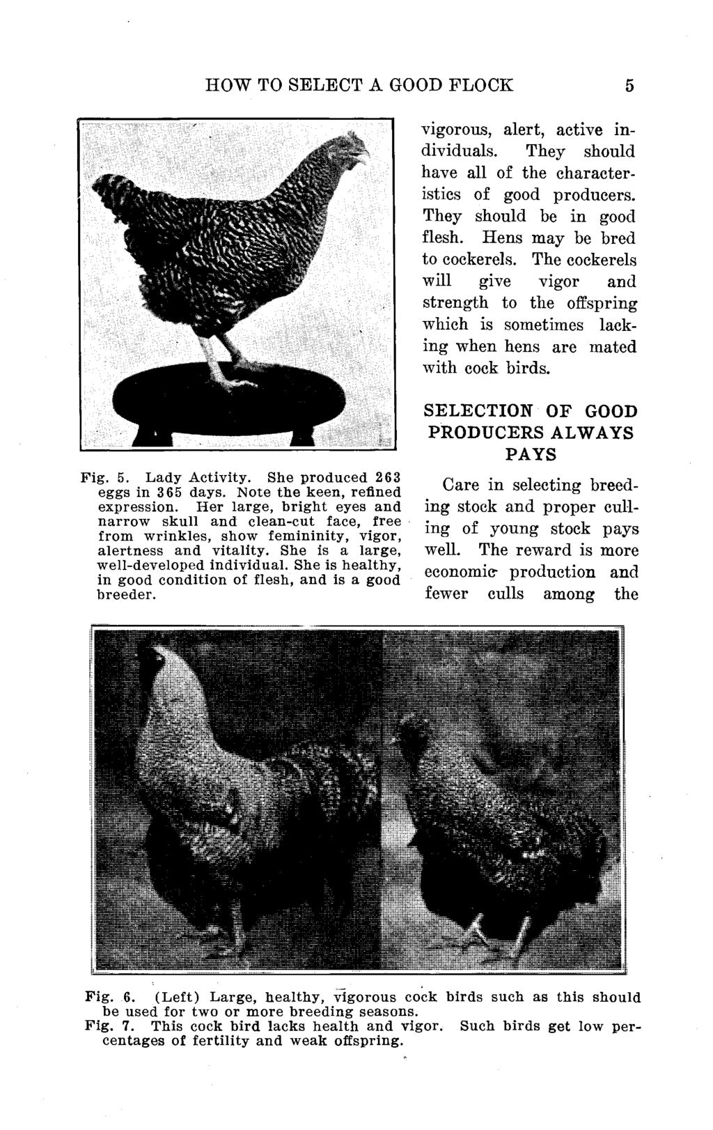 HOW TO SELECT A GOOD FLOCK 5 vigorous, alert, active individuals. They should have all of the characteristics of good producers. They should be in good flesh. Hens may be bred to cockerels.