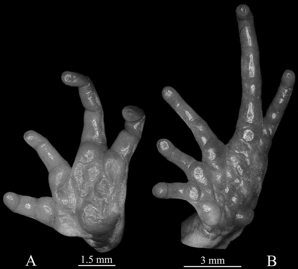 FIGURE 2. Ventral views of hand (A), and foot (B) of adult female Phrynopus miroslawae sp. nov. (MHNC 6469, holotype).