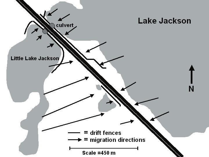 A large migration of turtles occurred during this study in response to the natural dry down of Lake Jackson in 2000 and the subsequent refi lling of the lake in 2001.