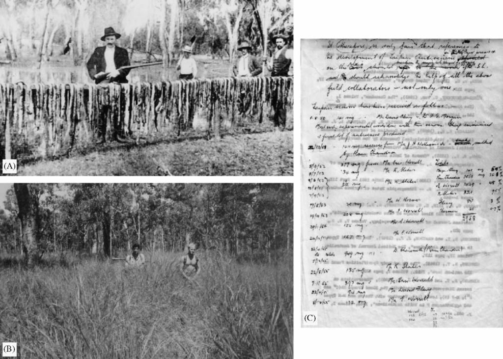 900 ARTICLE IN PRESS P. Mirtschin / Toxicon 48 (2006) 899 918 Fig. 1. (A) After the snake hunt in the Barmah Forest 1906. There were 111 snakes caught in one afternoon.