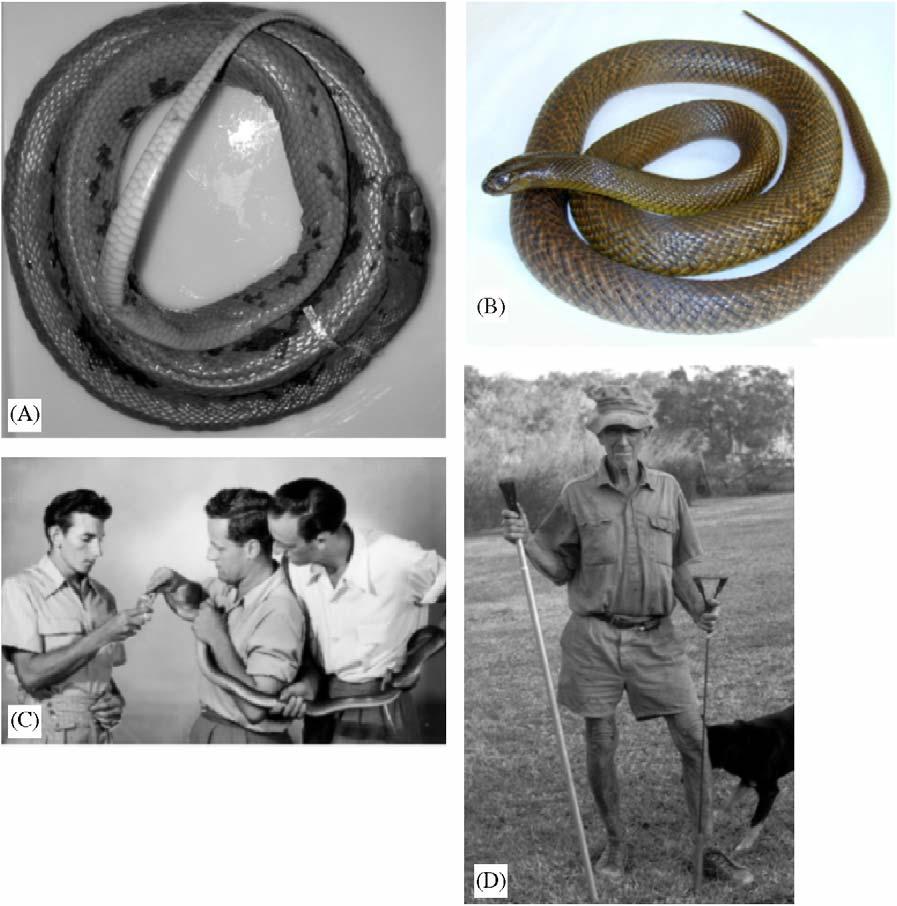 906 ARTICLE IN PRESS P. Mirtschin / Toxicon 48 (2006) 899 918 In 1950, Budden s dying wish after being bitten by a taipan (Fig. 2D) was for the snake to be sent south for research.
