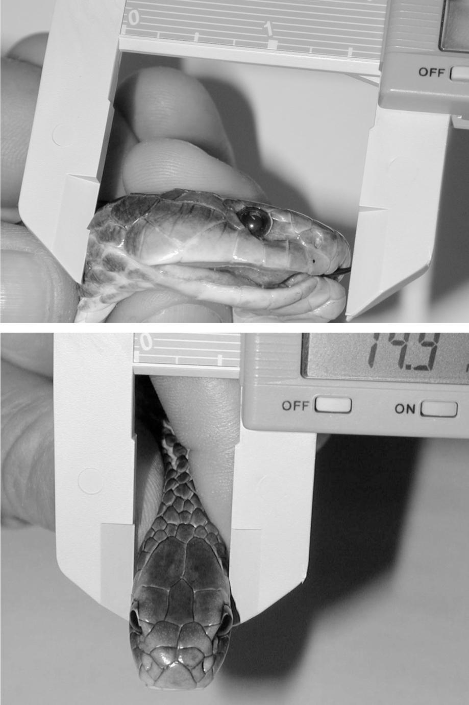 1584 P.J. Mirtschin et al. / Toxicon 40 (2002) 1581 1592 Fig. 1. Methods of measuring head length (for a tigersnake, N. scutatus ) and head width (for a brownsnake, P. textilis ).