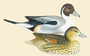 59(PR) 60(PR) 61 62 63 64 59. Pair of pintails by Charles Joiner. Drakes head slightly raised and turned to the right.
