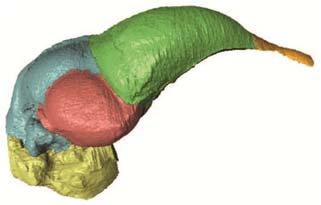 emerged. One promising new area of research is focused on the brains of bird and non bird dinosaurs. Soft tissue, such as brains, is almost never preserved in the fossil record.