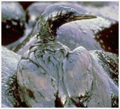 Man made health issues: Entanglements Oil Spills Injury Poisonings Pandemics