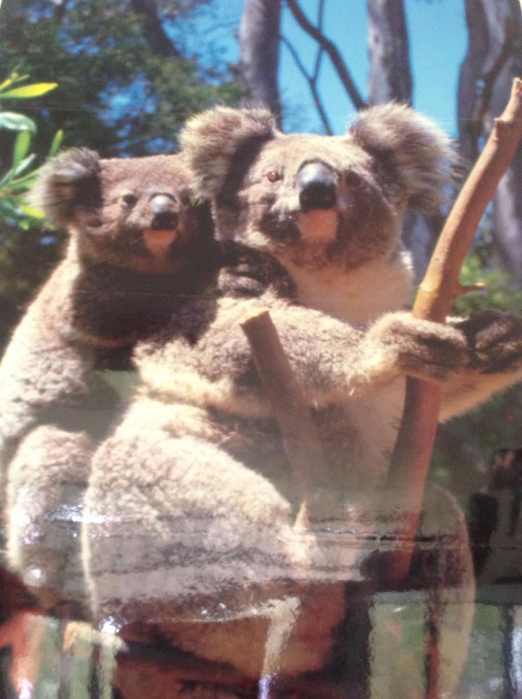 The two girls stood in the centre of the bush. They watched the workmen removing the green berry bush. The girls were glad it was gone because they didn't want to see any more koalas dying.