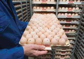 Arbor Acres Grandparent Management Guide Care of Hatching Eggs and Incubation Figure 18: Egg store with good environmental control Principle Keep eggs in clean and hygienic conditions, with the