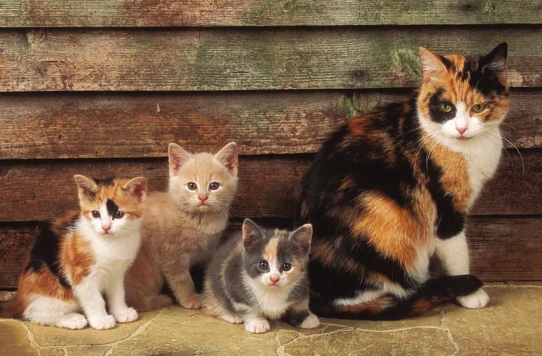 female X O X o male X O Y female X O X o female X O X o FIGURE 7.4 The female calico cats have two X chromosomes with different alleles for fur color. Both alleles are expressed in a random pattern.