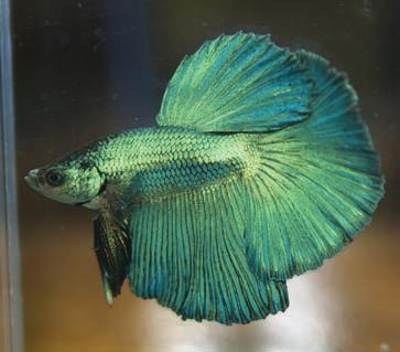 The steel blue betta fish is homozygous for the blue color allele. The royal blue betta fish is heterozygous for the two color alleles.