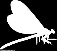 CRICKETS: They chirp or sing by rubbing their wings together, and males are known to defend their territory by physical combat DRAGONFLIES: Their favorite food