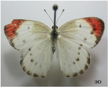 (Figure 4A & 4B) Colotis protractus (Butler, 1876) commonly called Blue Spot Arab.