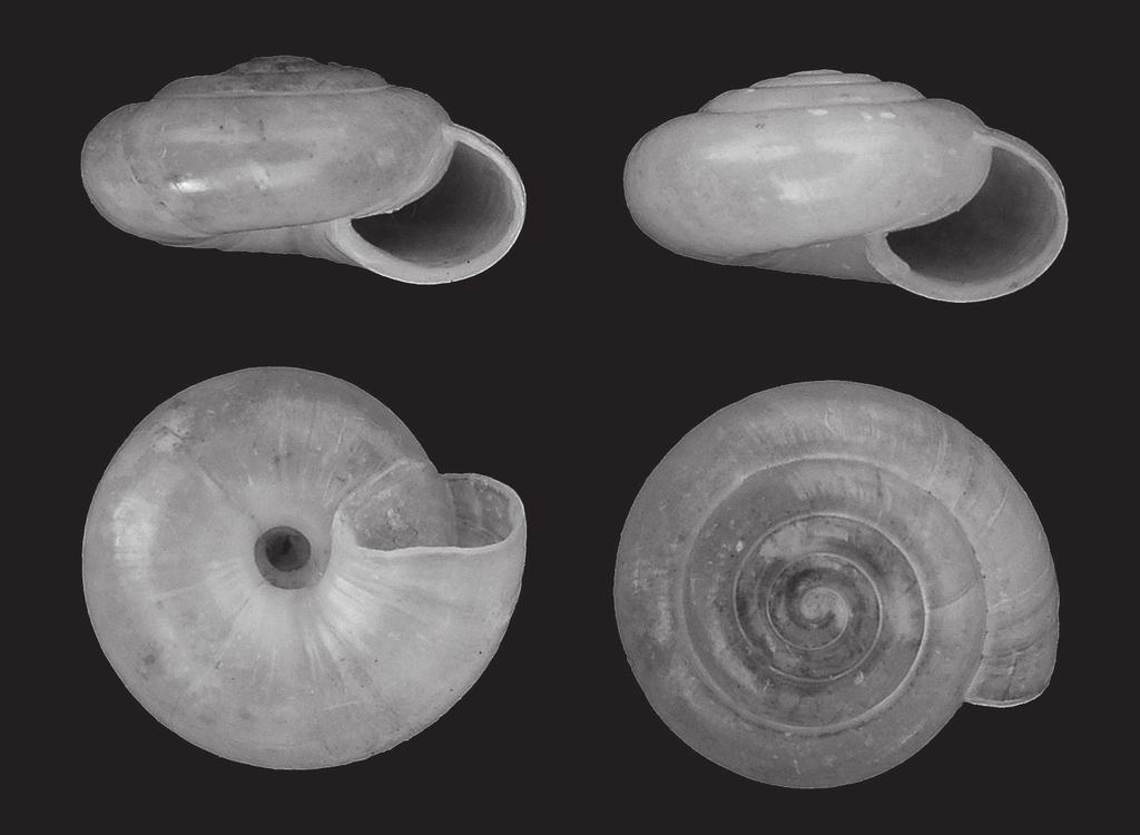 Gittenberger. Two gastropods from the Peloponnese, Greece. Zool. Med. Leiden 82 (2008) 279 5a 6 5b 5c Figs 5-6. Lindbergia parnonensis spec. nov. Greece, Peloponnisos, Arkadhia, 3.