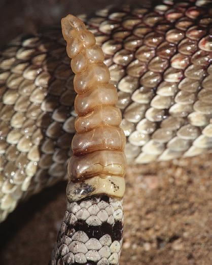 The harmless gopher snake (Pituophis catenifer) appears similar to rattlesnakes and can alter its posture to mimic the triangular head shape (Figure 2) but will always lack a rattle.
