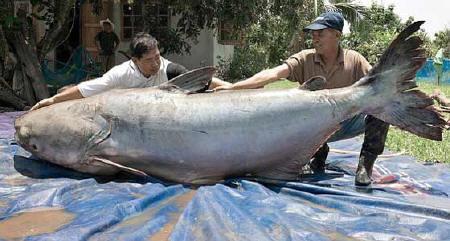 A record size Cat Fish in (Thailand).