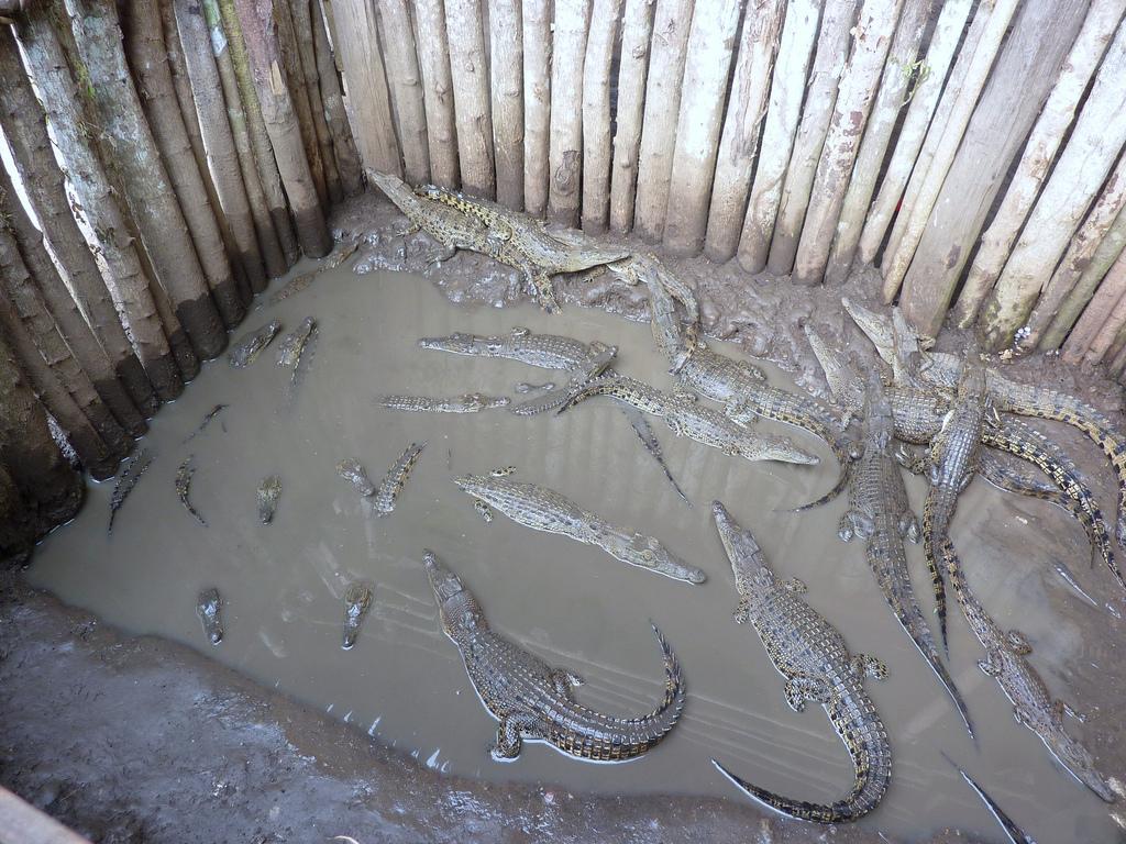 Papua New Guinea Crocodile