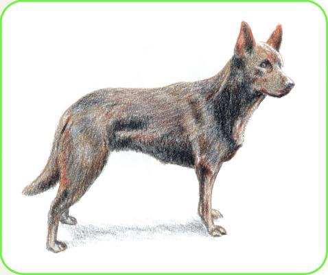 Major Breed History Revealed Australian Kelpie (Primary) The ancestors of the Kelpie were black dogs, called either Colleys or Collies and were introduced into Australia in the early 1800s for stock