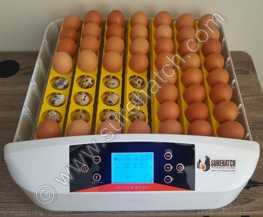 Eggs Fowl/ 56 Eggs R 3 500 US$ 270 ChickView 56 Egg Fully