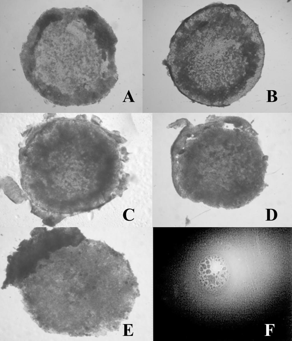 226 JAPR: Research Report Figure 1. Panel A: A 4.5-mm diameter stage X chicken blastoderm is characterized by a dense ring, the area opaca, enveloping the less central region, area pellucida.