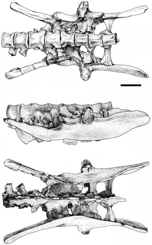 YOU AND DODSON EARLY EVOLUTION OF NEOCERATOPSIA 265 Fig. 2. Sacral vertebrae and ilia of Archaeoceratops oshimai, IVPP V 11114, holotype in dorsal (A), left lateral (B), and ventral (C) views.