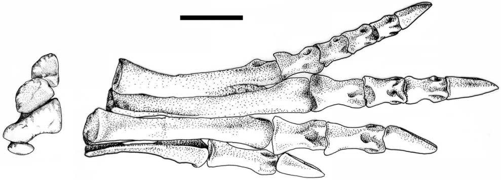 YOU AND DODSON EARLY EVOLUTION OF NEOCERATOPSIA 267 Fig. 5. Right pes of Archaeoceratops oshimai IVPP V 11115, paratype in dorsal view. Scale bar 2 cm. the pubic peduncle.