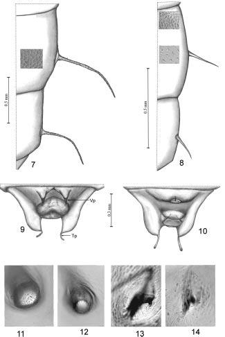 PUPAE OF TASGIUS MELANARIUS AND QUEDIUS CRUENTUS 25 7-14. Lateral margin of abdominal segments VII and VIII of T. melanarius (7) and Q. cruentus (8). Terminal sternite of T.