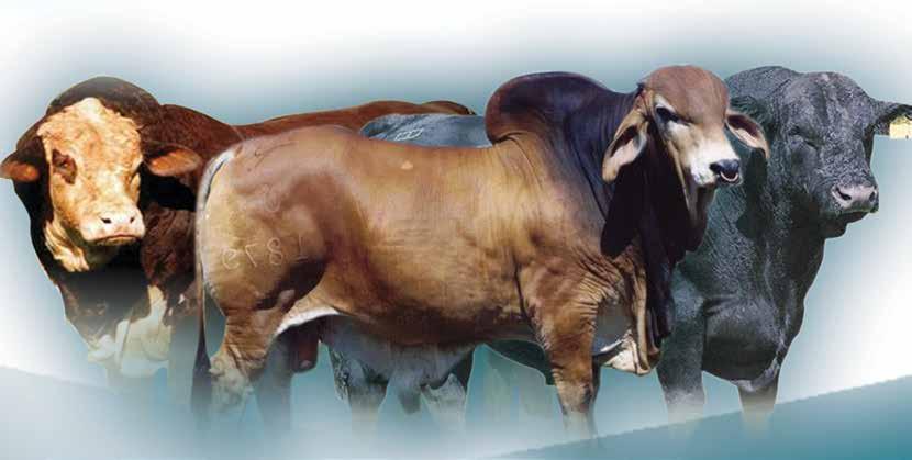 INTRODUCTION The Australian Cattle Genetic Export Standards and Quality Assurance Certification Process of the standards that are detailed in this
