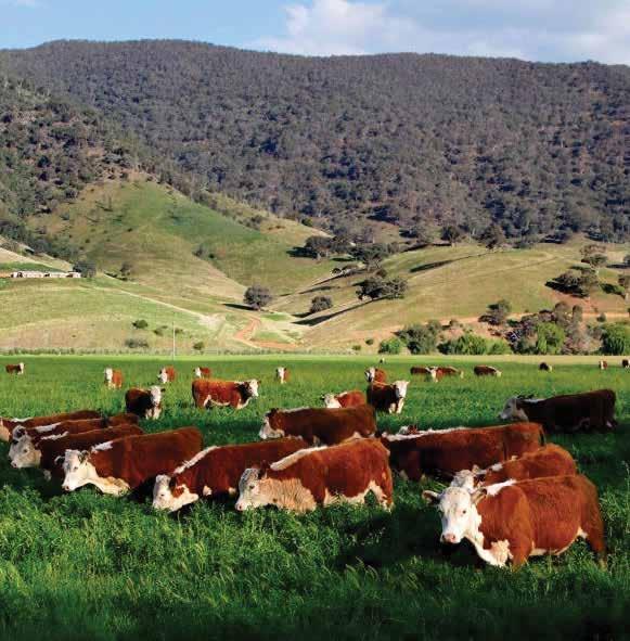 LIVESTOCK CATEGORY STANDARDS 1 We are pleased to offer the following Livestock Category Standards for Australian breeding cattle to meet all requirements for