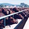 All animals complying with the Livestock Category Standards must have been inspected by an independent ILRIC export accredited inspector and comply with the