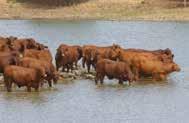 Recommended use: For the production of high quality bull s for genetic improvement in beef producing herds and heifers which are used for further stud stock