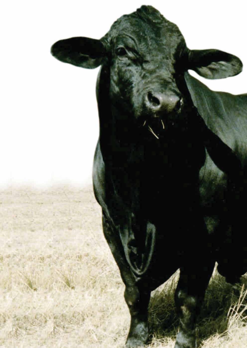 Category 2 Registered Purebred Breeding Cattle Breeding: Cattle in this category are purebred and have been sired by registered purebred stud bulls in a single or multiplesire mating