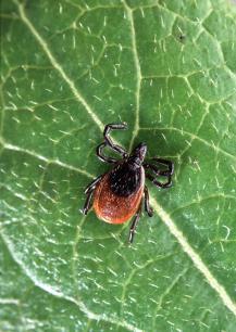 2015 Vector: 4 causative agents -4636 samples of ticks Anaplasma phagocytophilum -from vegetation: 1376 ticks, prevalence rate - 0,7% -from small mammalian: 788 ticks, prevalence rate - 8,9% Coxiella