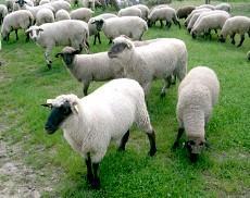 sheep 340 7,94 2012 50 18,0 2013 311 5,78 2014