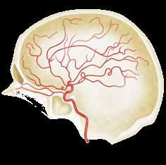18 ANATOMY Cerebral Arteries Internal Carotid