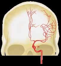 Middle cerebral artery Posterior parietal artery