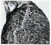 FUR PATTERN Fur Pattern: split grotzen Fur Pattern - The flow of fur over the animal or pelt.