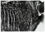 FUR LENGTH AND VOLUME Fur length and Volume: too long Fur Length - The standard says "the fur should be approximately the same length over the neck, back, rump, hips and sides.