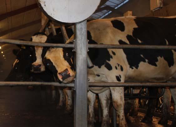 Research questions: What are the diagnostic test properties of the PCR tests taken at milk recording Whole herd tests for diagnosis of Strep. agalactiae Cows at dry-off for diagnosis of S.