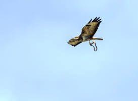 Buzzard and Snake As if to follow up the article in the last LARN newsletter on birds and herpetofauna, Martin Vaughan saw, and took an excellent photograph of, a buzzard flying over Hicks Lodge near
