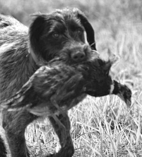 February The 2014 Gun WPGCA Dog E&R FOUNDATION Supreme Page NEWS BULLETIN of the WIREHAIRED POINTING GRIFFON CLUB OF AMERICA EDUCATION & RESEARCH FOUNDATION http://www.gundogsupreme.