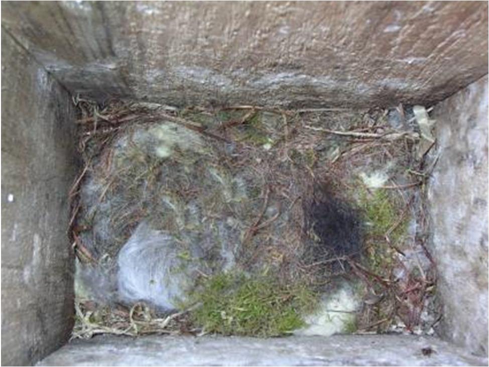 Nest during egg-laying looks like the hair nest because eggs are covered Checking the eggs carefully take the hair and feathers aside you