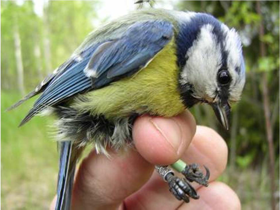Sex-determination in field/hand Blue tit Sexes are almost similar looking Males are little brighter in colours (blue, yellow) Parents at nest can be sexed if you can directly compare them NOTE also,
